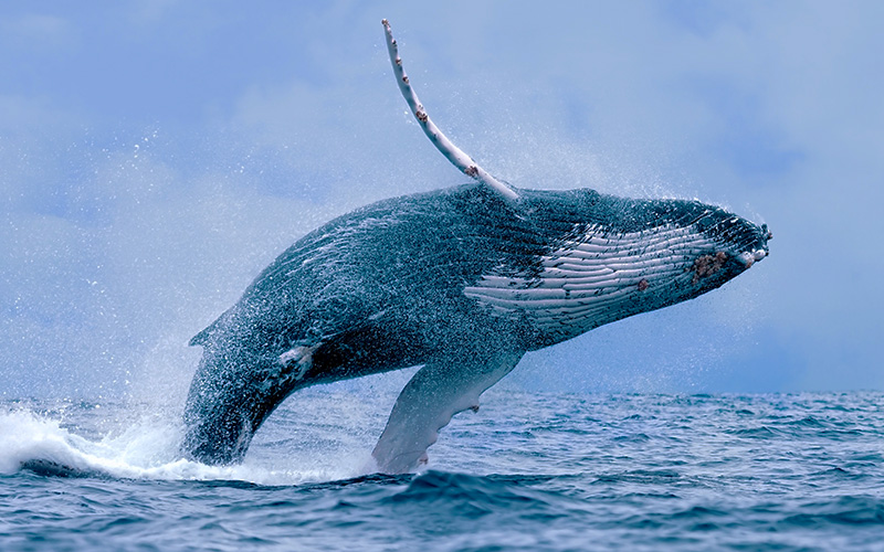 Humpback Whale