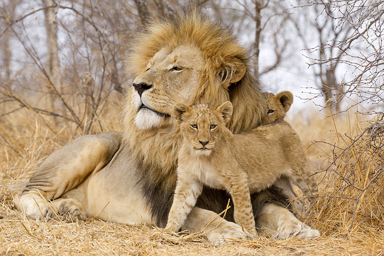 Lion & cub